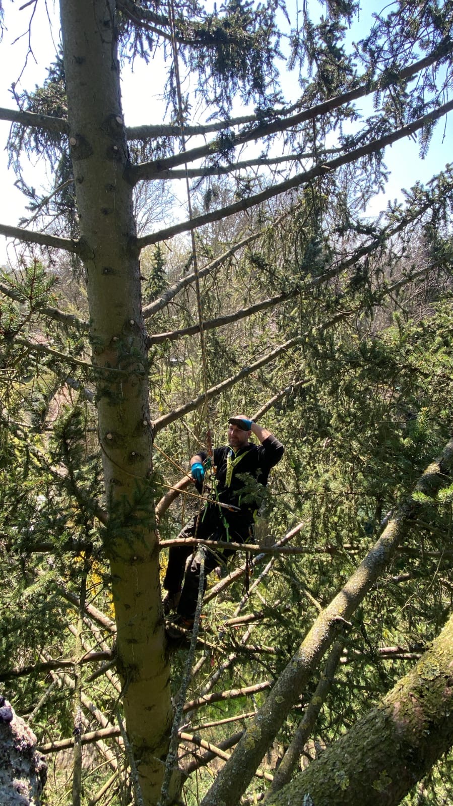 Markus Froese bei Arbeiten im Baum